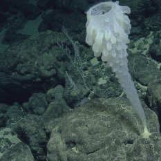 Tall glass sponge grows up from volcanic rock.