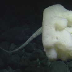 Stalked glass sponge in deep sea.