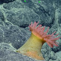 Pink anemone on a rock