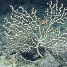 White bubblegum coral