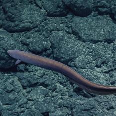 Brown cut throat eel