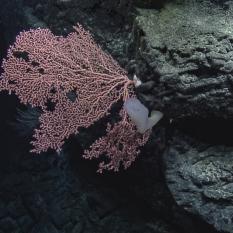 Lavender coral
