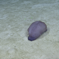 very large purple sea cucumber