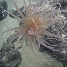 sea anemone with really long tentacles