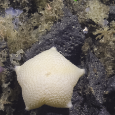 Puffy off-white pentagon-shaped sea star (Family Pterasteridae)