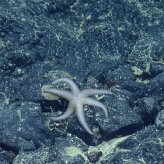 Purple six-armed sea star (Asthenactis sp.) on rocky surface