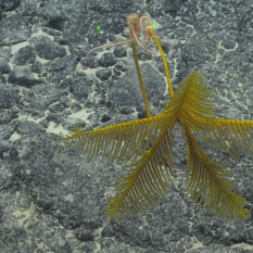 yellow crinoid with brittle stars attached