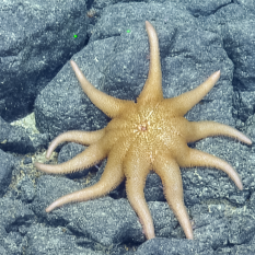 Large ten-armed sun star (Family Solasteridae) on rocky surface
