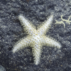 Unidentified five-armed sea star on a rock.  Sea star has a bulbous protrusions from its aboral surface.