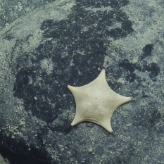 Five-pointed sea star on a rock (Family Goniasteridae)