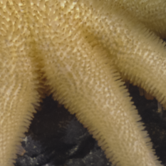 Close-up of ten-armed sea star with spiny skin