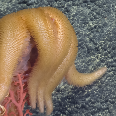 Orange ten-armed sea star (Asthenactis sp.) eating bubble gum coral, with everted stomach visible