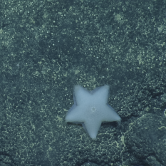 White five-pointed sea star (Pteraster reticulatus)