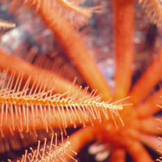 Close-up of orange Brisingid sea star tube feet