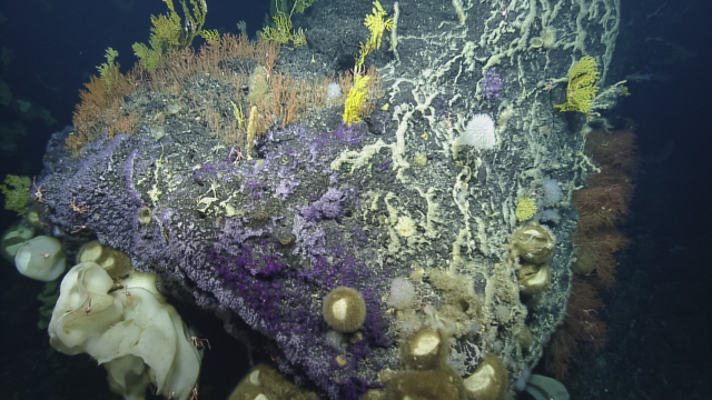 Large rock covered with bright corals and large sponges