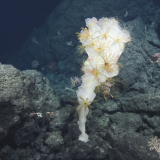 Large white sponge covered with yellow crinoids