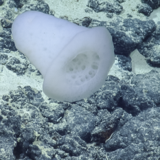 white bell-shaped stalked sponge