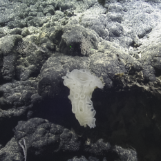 sponge hanging from rocky outcrop