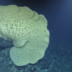 large fan-shaped sponge