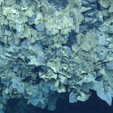 many leafy sponges hanging from a rock outcrop