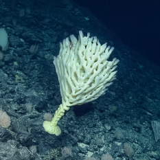 stalked. branching sponge
