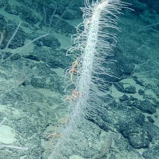 tall, thin glass sponge with associate brittle stars