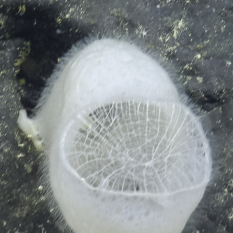 top view of tubular glass sponge