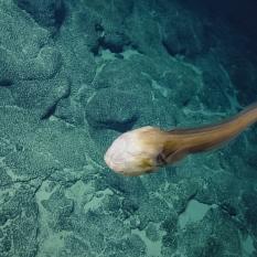 Cusk Eel