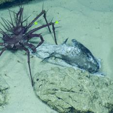 Deep-sea Lithodidae Crab Eating a Dead Fish