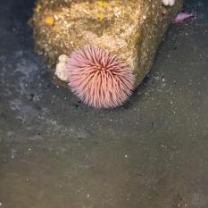 Pompom anemone and sponge on rock