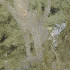 Black coral with brittle star