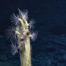 anemones
