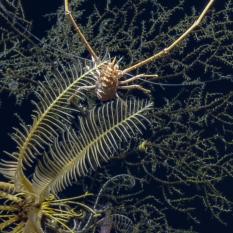 Munidopsis guochauni