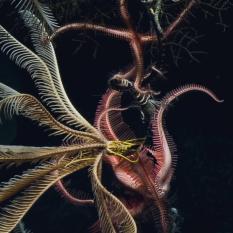 Crinoids