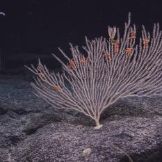 comatulid crinoid primnoid octocoral