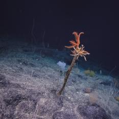 Tretopleura sp.