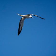 Red-footed boobie
