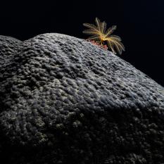 Volcanic slope with a crinoid