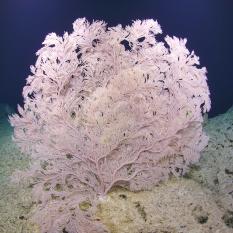 Pictured is a beautiful large Primnoidae Paracalyptrophora hawaiiensis, which is common on seamounts and is a deep-water coral species that often provides habitat for other species. 