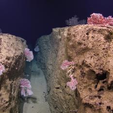 Coral species in the family Corallidae live in this crack, which allows for an increase of current flow and a greater access to food. 
