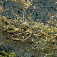 A snake star wrapping itself up around a bamboo coral skeleton covered in Zoanthids, Kulamanamana haumeaae. The snake star is not eating the coral but using it to get a higher advantage in the water column for better access to capture and predate upon marine snow as it falls through the water column. 