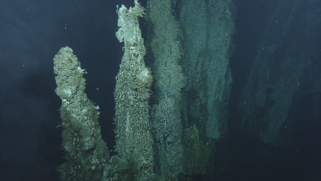 When hydrothermal vents carry minerals to the surface through the basalt, they pile up and can create giant towers underwater. Organisms that can use the vents as a food source will accumulate on these structures. 