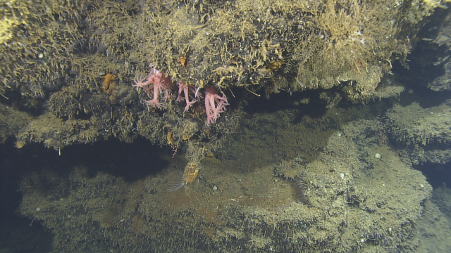 A soft coral in the genus Anthomastus, hanging below is also a large barnacle.