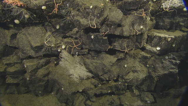 Black Coral (Antipatharia) and brittle stars 