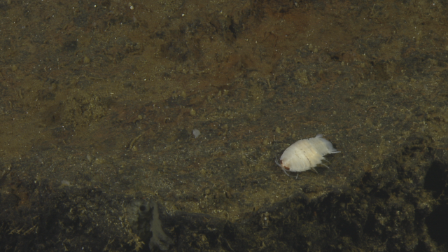 Giant isopod deep sea endeavour