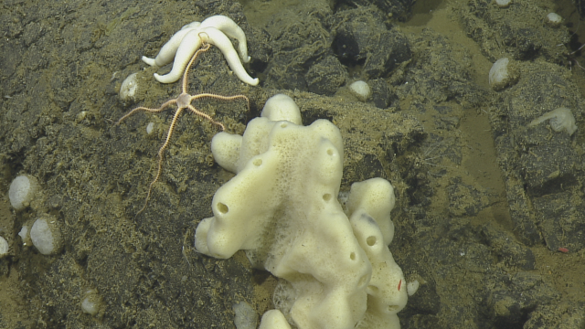 Brittle Star (Spinophora), Sea sponge, possibly a demisponge and sea star either Zoroasteridae or Pedicellasteridae 