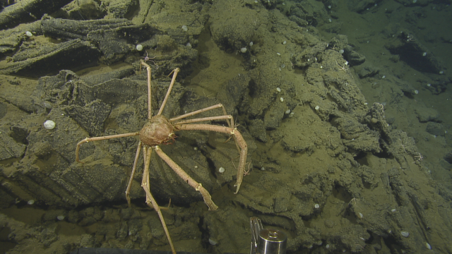 long-clawed spider crab