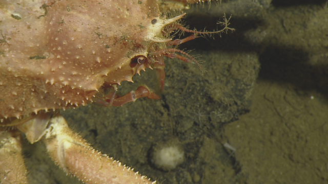Macroregonia macrochira, or the common name “Long clawed spider crab” 