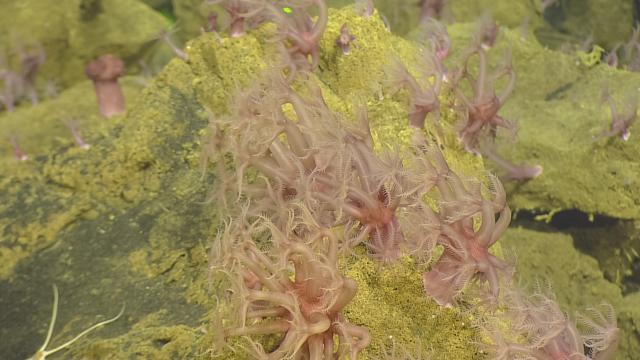 Anthomastus soft coral