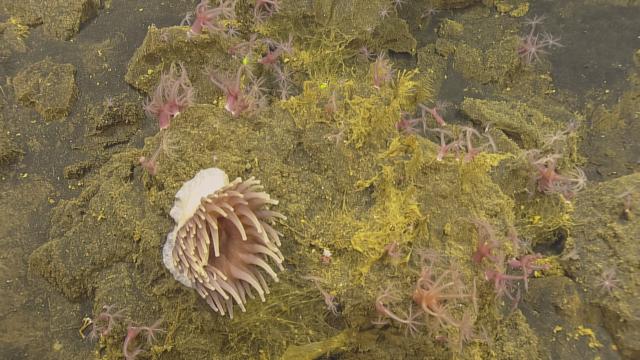 Actinostolidae anemone among mushroom corals.